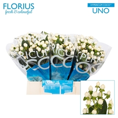 Hypericum Coco Uno 40cm