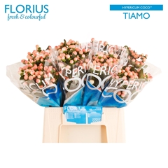 Hypericum Coco Tiamo 40cm