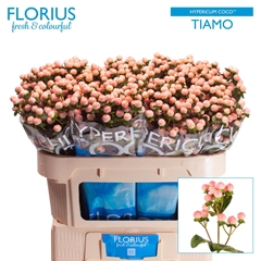 Hypericum Coco Tiamo 70cm