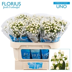 Hypericum Coco Uno 70cm