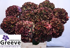 Hydrangea Ruby Glow Classic 80cm 21-23cm Hd