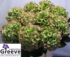 Hydrangea White Verena Classic 80cm 22-24cm Hd