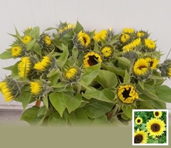 Helianthus Sunrich Limoncello 60cm