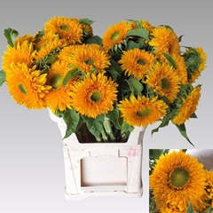 Helianthus Sun King 80cm