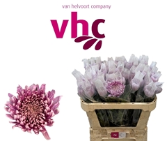 Chrysanth Single Hornbill 70cm 75gr.