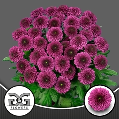 Chrysanth Spray Pomavera 70cm 75gr.
