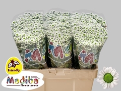 Chrysanth Santini Madiba Lindi White 55cm 44gr.