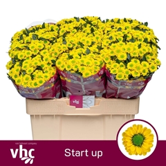Chrysanth Santini Startup 55cm 40gr.