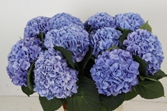 Hydrangea Hilde Moorhof 80cm 20-22cm Hd