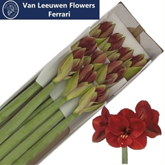 Hippeastrum Ferrari 75cm