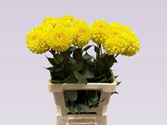 Dahlia Yellow Symphony 60cm