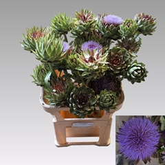 Cynara Green Globe 80cm