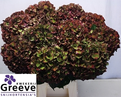 Hydrangea Ruby Glow Classic 65cm 21-23cm Hd