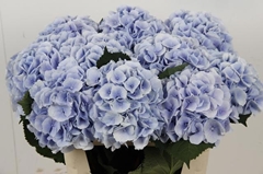 Hydrangea Verena Blue 80cm 18-20cm Hd