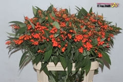 Euphorbia Fulgens Spray Queen Of Orange 80cm 10cm Hd