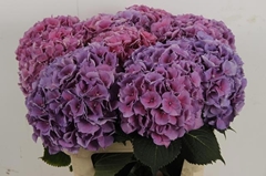 Hydrangea Cassanova 80cm 22-24cm Hd