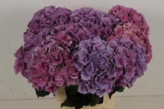 Hydrangea Cassanova 60cm 18-20cm Hd