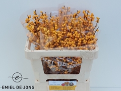 Ilex Verticillata Golden Verboom 50cm