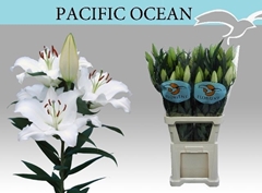 Lily Oriental Pacific Ocean 100cm 5+
