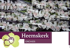 Cymbidium Mrs. Sugar Lee 80cm