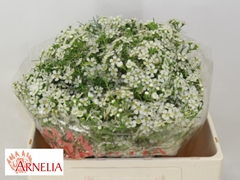Chamelaucium Ofir 50cm 20gr.