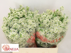 Chamelaucium Ofir 50cm 35gr.
