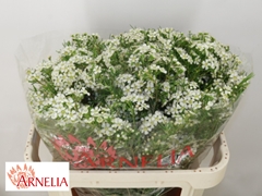 Chamelaucium Ofir 70cm 70gr.