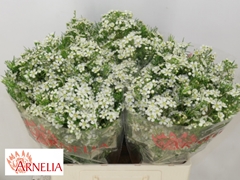 Chamelaucium Ofir 60cm 25gr.
