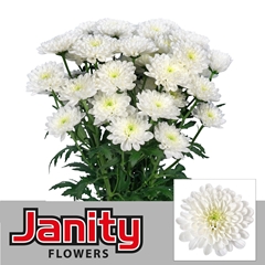 Chrysanth Spray Altaj 70cm 80gr.