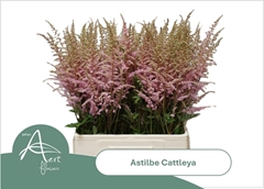 Astilbe Cattleya 70cm