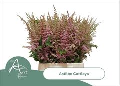 Astilbe Cattleya 50cm