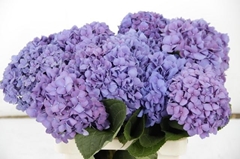 Hydrangea Hilde Moorhof 60cm 18-20cm Hd