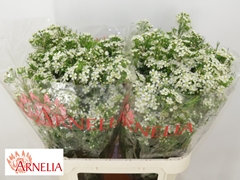 Chamelaucium Ofir 80cm 55gr.
