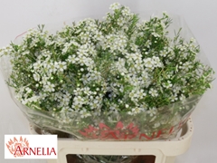 Chamelaucium Ofir 80cm 90gr.