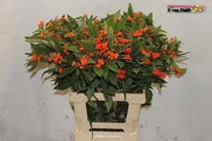 Euphorbia Fulgens Spray Queen Of Orange 70cm 5cm Hd