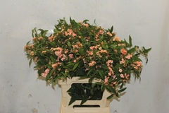 Euphorbia Fulgens Spray Pink Baron 60cm 5cm Hd