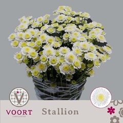 Chrysanth Spray Stallion 70cm 80gr.