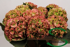 Hydrangea Verena Classic 75cm 16-18cm Hd