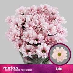 Chrysanth Spray Babe 70cm 80gr.