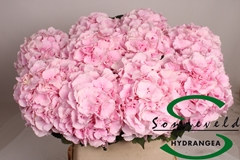 Hydrangea Verena 90cm 16-18cm Hd