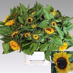 Helianthus Sunrich Orange 80cm