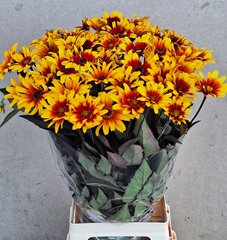 Heliopsis Sparkling Contrast 75cm