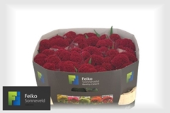 Celosia Reprise Velvet 72cm
