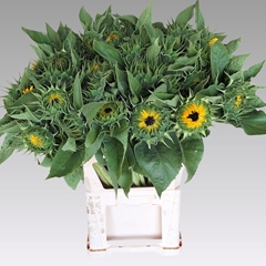 Helianthus Sunrich Orange 80cm