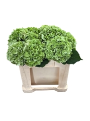 Hydrangea White Verena Classic 40cm 13-15cm Hd
