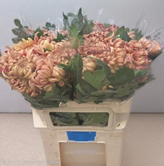 Chrysanth Single Vienna Copper 70cm 110gr.