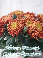 Chrysanth Single Fuego 80cm 90gr.