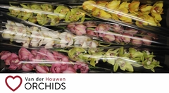 Cymbidium Mix 80cm