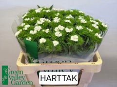 Dianthus Barb Sweet Will White 50cm