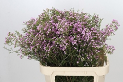 Chamelaucium Pirouette 80cm 80gr.